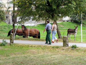 01909 Bühlau bei Großharthau